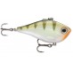Yellow Perch